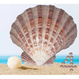 4 Pcs Polished Large Great Scallop Sea Shells 5~6 Inch,Brown Lion's Paw Baking Shells,Ocean Beach Seashells Perfect for Home Decoration, Art Craft, Vase Filler Fish Tank