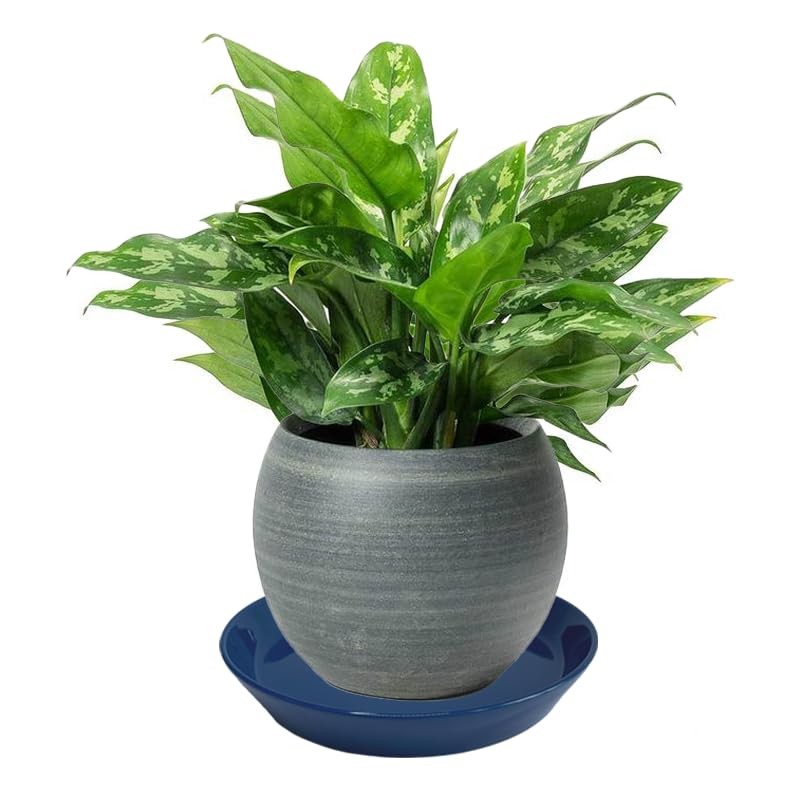 Plant Saucer Blue Ceramic Deep Pot Tray - 1 Pack
