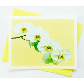 Sunshine Expressions Orchid Photographic High-End Heavy Smooth Note Cards 8 w/10 Colored Envelopes, Boxed Set (4.25"x 5.50") Blank Inside - Made in USA