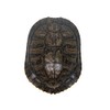 6-7" Red Ear Turtle Shell (227GS-0607)