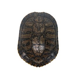 6-7" Red Ear Turtle Shell (227GS-0607)