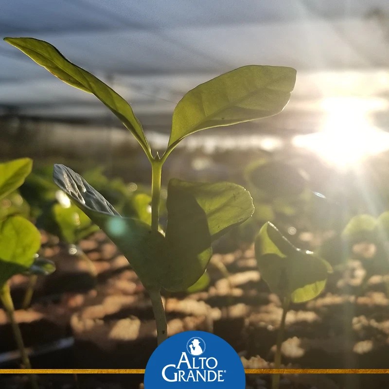 Alto Grande Coffee Super Premium Ground Coffee From Puerto Rico,