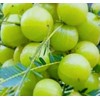 Organic Seedless Amla Powder Hair Treatment (50g)