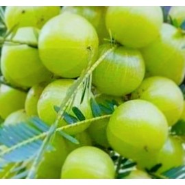 Organic Seedless Amla Powder Hair Treatment (50g)