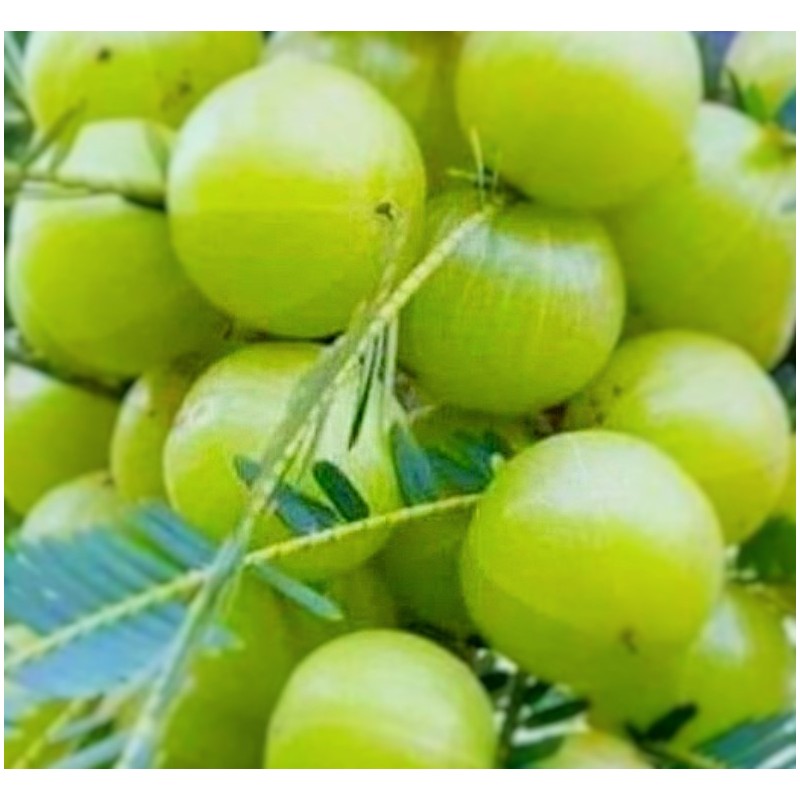 Organic Seedless Amla Powder Hair Treatment (50g)