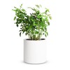 Mozing Ceramic Plant Pots Indoor - Garden Planter Pot for