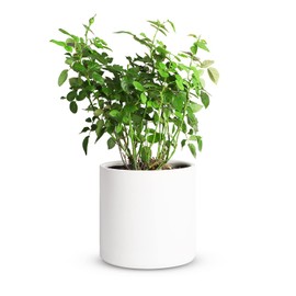 Mozing Ceramic Plant Pots Indoor - Garden Planter Pot for Planting - Modern Flower Pots with Drainage Hole for Home & Office Decor (8x8 inch, White)