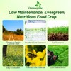 Outsidepride Perennial Birdsfoot Trefoil Seed - 10 lbs Nitrocoated, Inoculated,