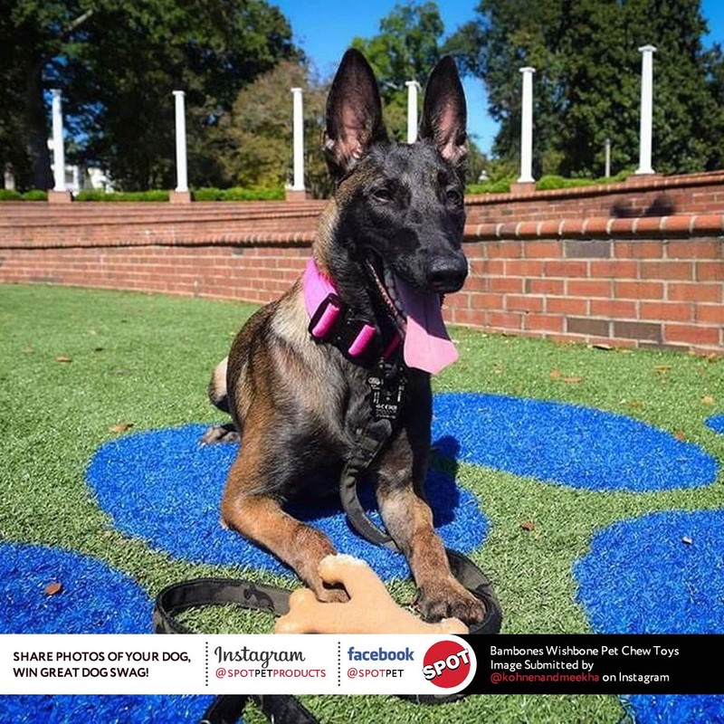 SPOT Bam-Bones Wishbone - Made with Strong Bamboo Fiber, Durable