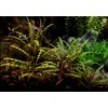 Hygro Pinna - Hygrophila pinnatifida bunched Live Aquarium Plants -