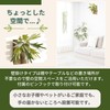 Faux Green House Plants Wood Plate Set SW2085 (Bicakfern) Bat