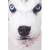 Girls Boys Cute Husky Dog Pajamas Short Cotton Pajamas Set