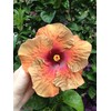 Peters Professional Bloom Booster 10-30-20 3 pounds. Water Soluble Fertilizer