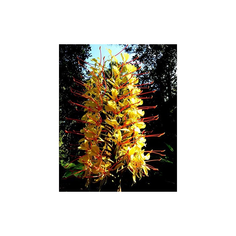 Kahili Yellow Ginger Root Hawaiian - Apx. 1 Inch #1