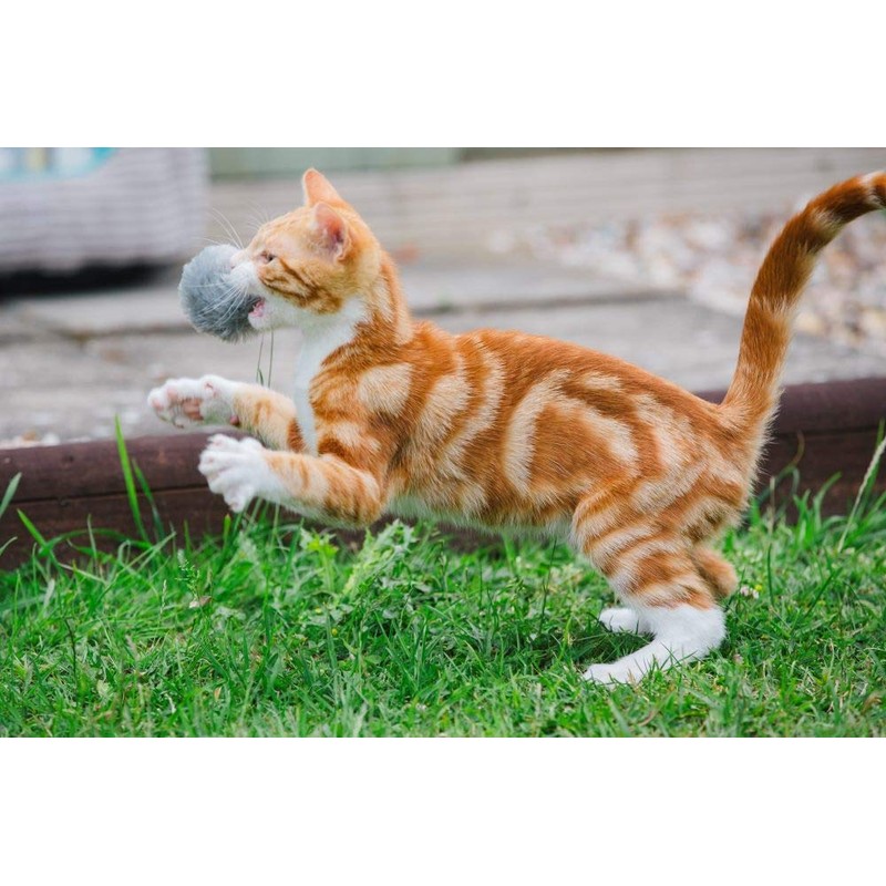 Petface (Little Petface) Pom Poms with Catnip Kitten Cat Toy