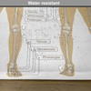 Ambesonne Human Anatomy Place Mats Set of 4, Diagram of
