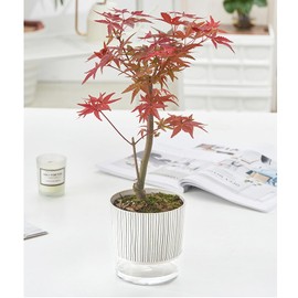 Gidary Self Watering Plant Pot，Self Watering Pots for Indoor Plants 6/4 inch 2 Pack Suitable for Indoor and Outdoor Plants,Succulents, Flowers，Comes with 1 Bag of White Pebbles