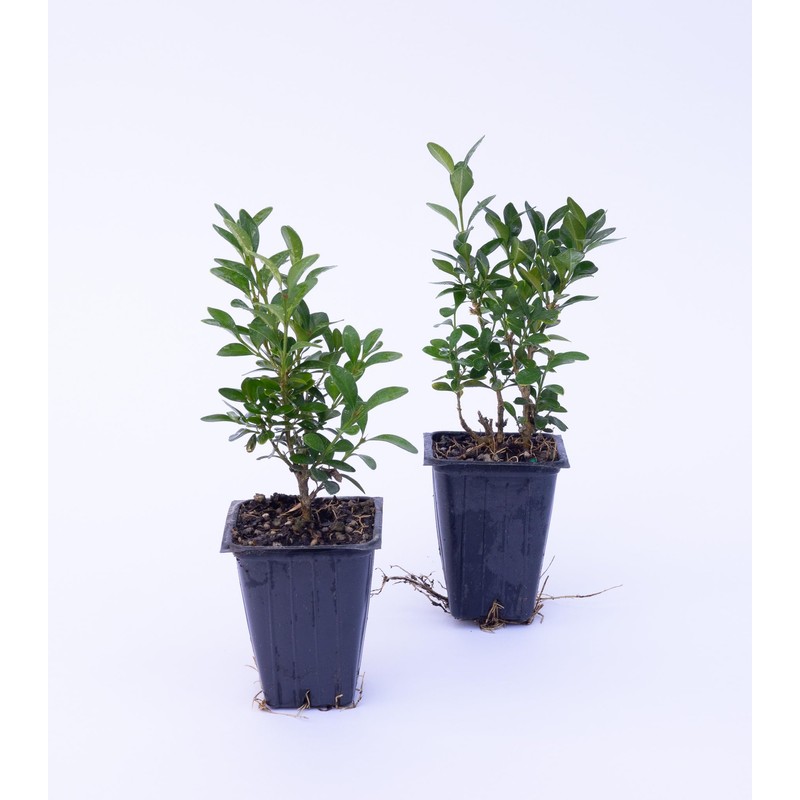 2 Green Velvet Boxwood’s, Buxus ‘Green Velvet’, Live Plants, 2.5”