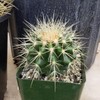 Golden Barrel Cactus (Echinocactus grusonii) - Large - Live Plant