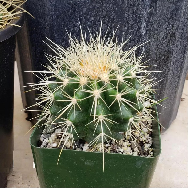 Golden Barrel Cactus (Echinocactus grusonii) - Large - Live Plant