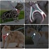 JSXD Juego de arnés para gato, correa y collar, arnés