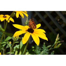 Earthcare Seeds Black Eyed Susan (Rudbeckia hirta) 500 Seeds - Heirloom - Open Pollinated - Beautiful Flower Seeds for Planting - Attracts Pollinators
