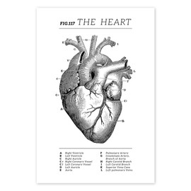 The Heart Chart (Vintage, English) Poster by Vintage Educational Collection 20x30cm Black and White Wall Pictures Wall Decor