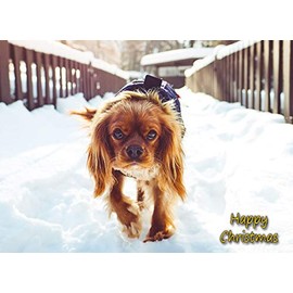 Cavalier King Charles Spaniel Dog Christmas Card 'Happy Christmas' - Special Animal Xmas Card for Him Her from Pets Kids