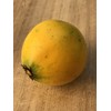 Lemon Drop Mangosteen Garcinia Intermedia Yellow Tropical Fruit Tree Plant