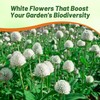 Outsidepride White Gomphrena Seeds - 1000 Pcs Annual, Heat &