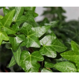 American Plant Exchange English Ivy – Live 4-Inch Potted Trailing Vine, Fast-Growing Air-Purifying Houseplant, Easy-Care Indoor & Outdoor Climbing Ivy for Hanging Baskets