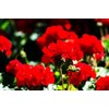 Geranium Mix 50+ Seeds Flowers Planting for Outdoor Indoor