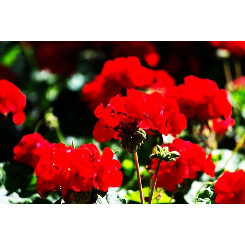 Geranium Mix 50+ Seeds Flowers Planting for Outdoor Indoor