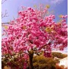 Seed-Top 60 Pink Tabebuia Rosea Seeds Trumpet Tree Handroanthus chrysotrichus