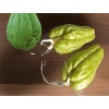 Chayote Plant 3 Sprouted Chayote Squash Mirliton Live Plant Ready
