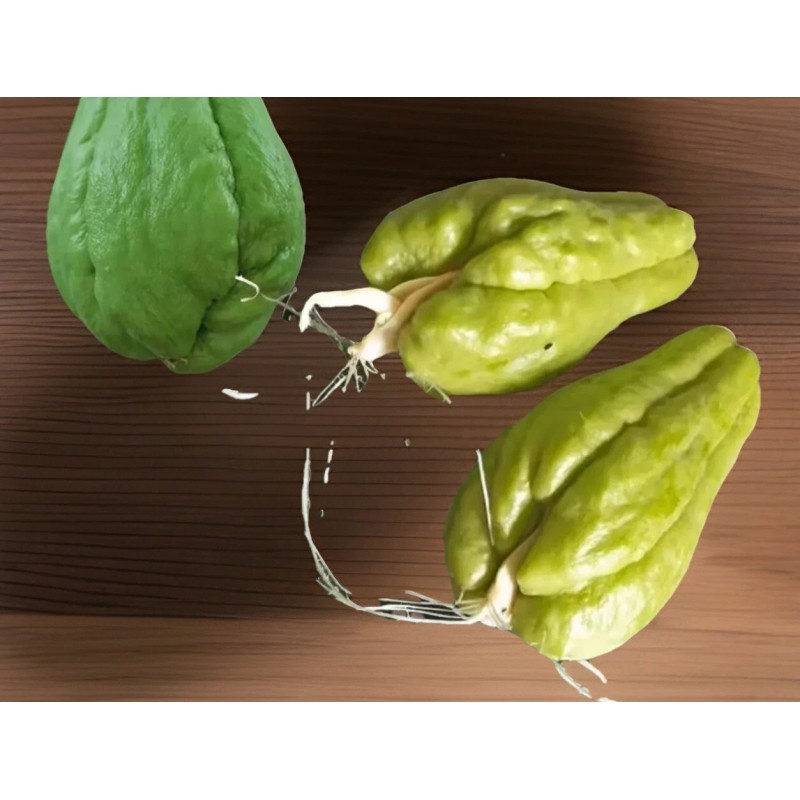 Chayote Plant 3 Sprouted Chayote Squash Mirliton Live Plant Ready