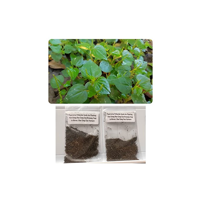 2 Bags of 2000++ Seeds Hạt giống rau càng cua