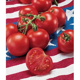 tomato seeds 120+ 42 Day tomato Seeds - Fastest Tomato in the World to Ripen ---- Heirloom