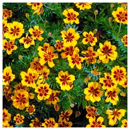 Everwilde Farms - 1/4 Lb Dainty Marietta French Marigold Wildflower Seeds - Gold Vault