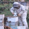 Houston TX Allergy Honey | Local Bee Honey (pure raw