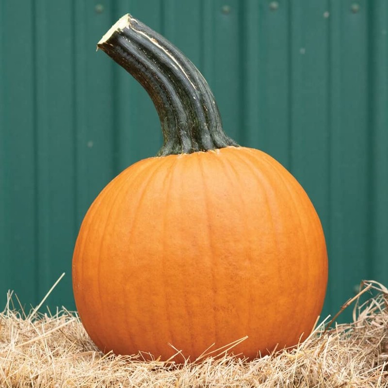 Palm Beach Medicinal Herbs - Wolf Pumpkin (Cucurbita Pepo) -