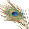 Efco 1003410 Peacock 200-300 mm 5 pcs, Feathers, Green, 12