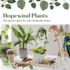 Hopewind Plants Shop, Red Prayer Plant, Red Maranta, Gorgeous Live