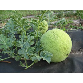 NIKA SEEDS - Fruit Watermelon Snow White - 20 Seeds