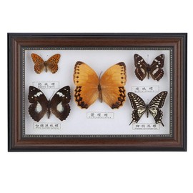 Naroote Specimen, Real Butterflies Specimens Craft Gift, for Friends Lover Colleagues Family(Black frame)