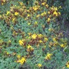 St. John's Wort Seeds (Hypericum perforatum) Packet of 200 Seeds