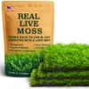 Live Moss – Thuidium Moss (3 Sheets, Each Approx. 3.5"x7")