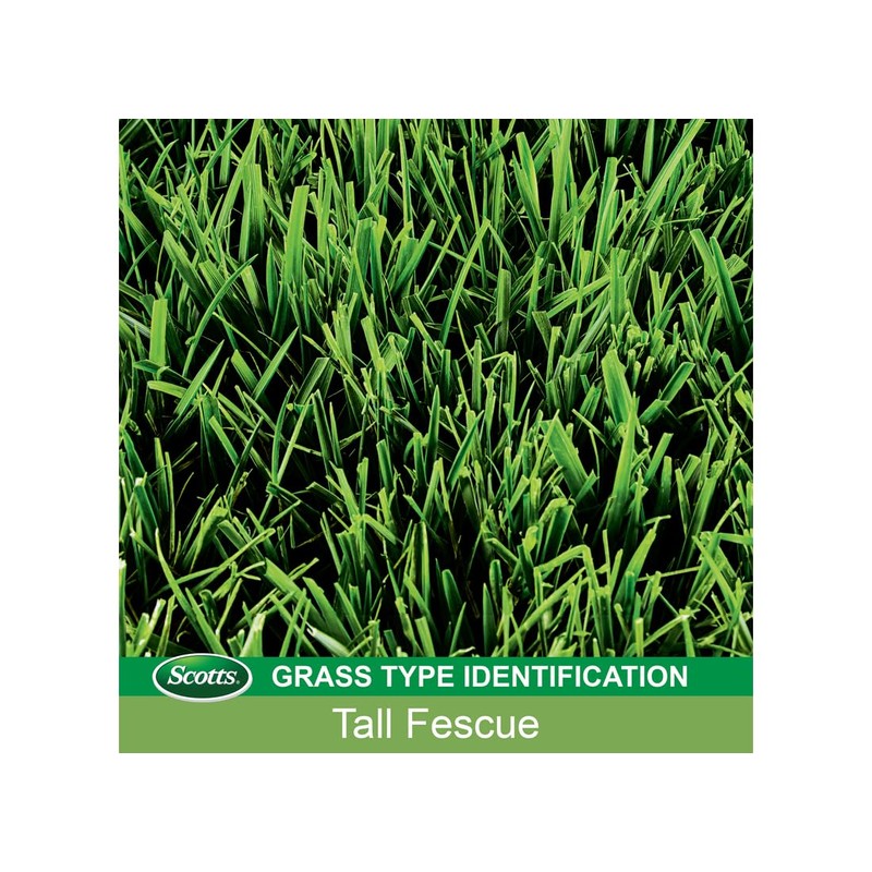 Patchmaster Lawn Repair Mix, Tall Fescue, 4.75-Lbs.
