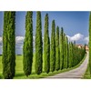 Italian Cypress Tree | 2 Extra Large 3 Gallon Trees