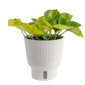 Costa Farms Lemon Top Pothos, Rare Unique Live Indoor Plant in 6-Inch Self-Watering Houseplant Pot, Potting Soil, Trending Tropicals Collection, Room and Home Decor